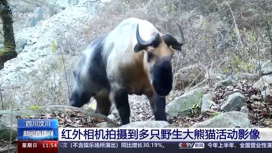 熊猫一顿吃多少大熊猫竹林吃一整晚的食物熊猫的干饭量有多惊人