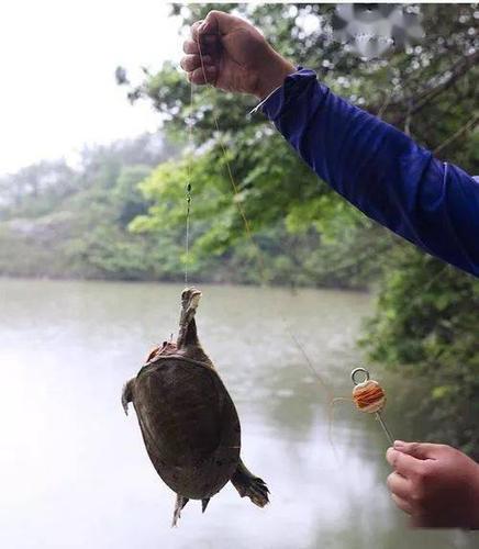 钓甲鱼的方法甲鱼 长江饲养甲鱼水位要多少？可以长期淹过身体吗 乐视