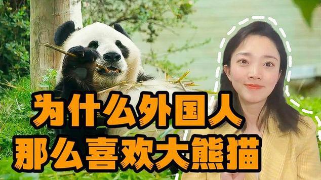 大熊猫丫丫是女的吗大熊猫丫丫近况熊猫丫丫寿命一般多少