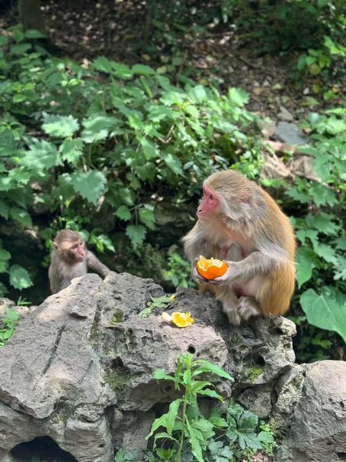 黔灵山索道开通时间黔灵山捡猴子领回家了吗旅行时，被山里的猴子抢走了东西该怎么办 摄像头