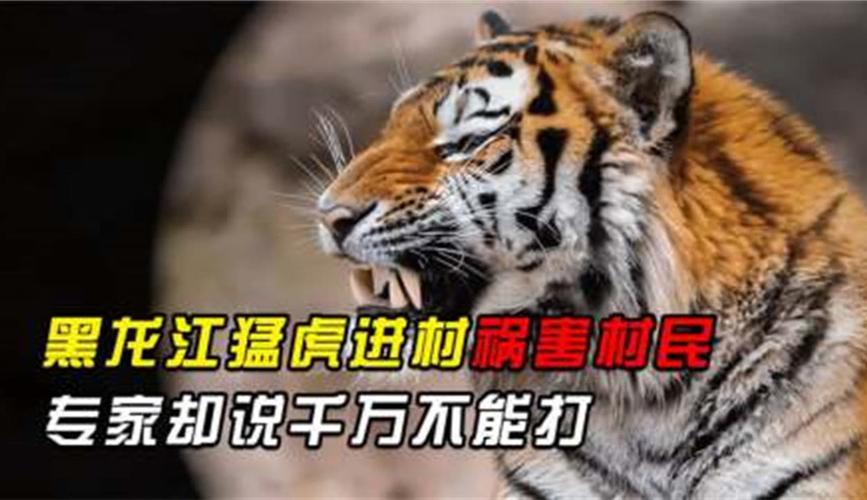 实战二字真可以抹平装备上的差距和军事素质的差距吗黑龙江猛虎进村背后的故事黑龙江猛虎进村背后 显示器